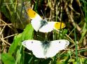 cardamines 3